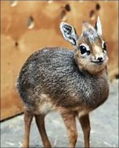 Est-ce un animal réel ou un montage ?