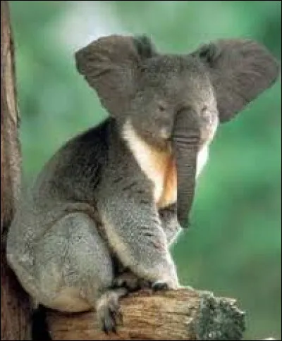 Est-ce un animal réel ou un montage ?