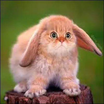 Est-ce un animal réel ou un montage ?