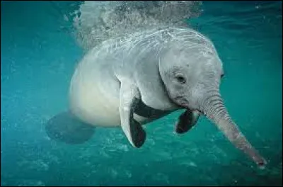 Est-ce un animal réel ou un montage ?