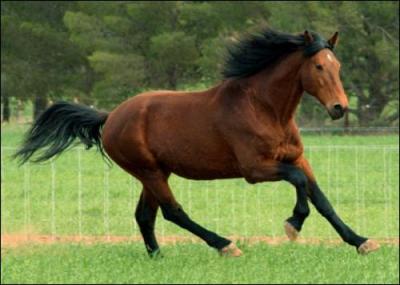 Quelle est la robe de ce cheval ?