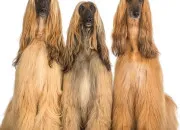 Quiz Vrai ou faux : les chiens