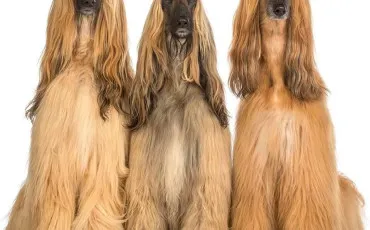 Quiz Chiens