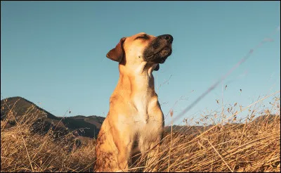 Les chiens ont des moustaches.