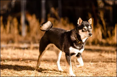 Le shiba inu est une race américaine.