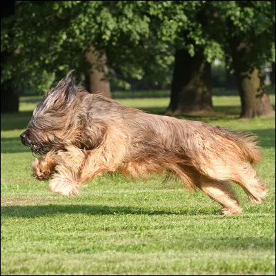 Le briard (ou berger de brie) est un chien de traîneau dorigine française.