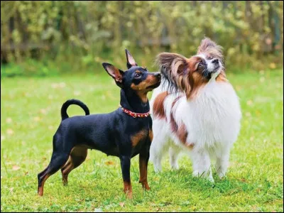 Les petits chiens sont ceux qui vivent le plus longtemps.