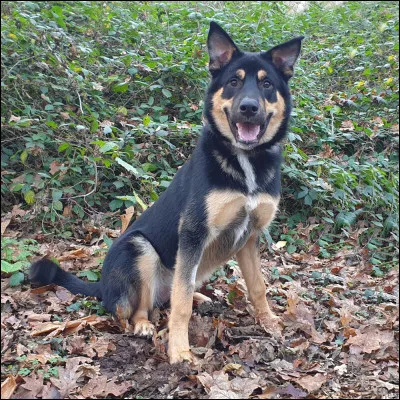Les chiens avec deux parents de races différentes sappellent des bâtards.