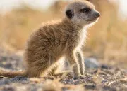 Quiz Vrai ou faux - le poids des animaux