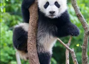 Quiz Quel est l'animal ?