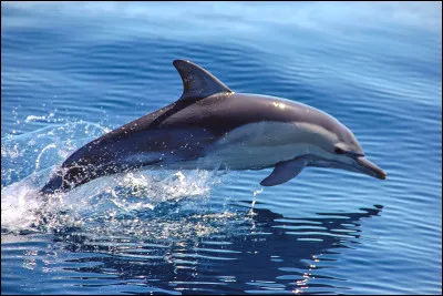 Quel est cet animal ?