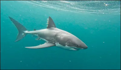 Quel est cet animal ?