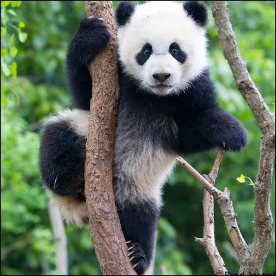 Quel est cet animal ?