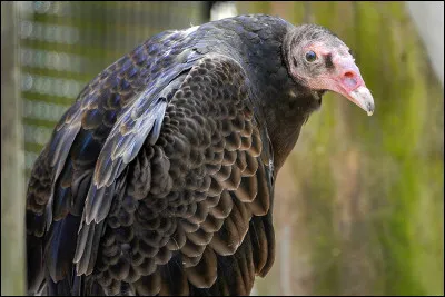 Quel est cet animal ?