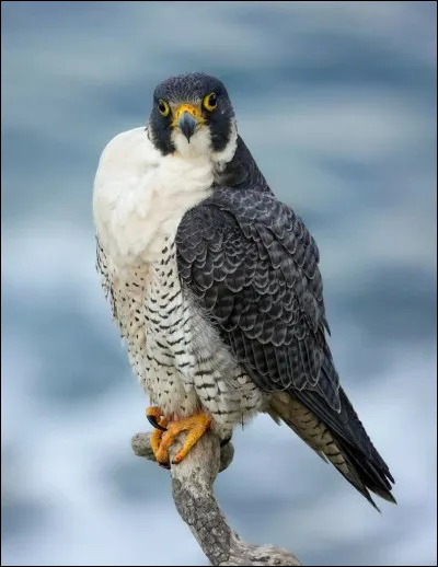 Quel est cet animal ?