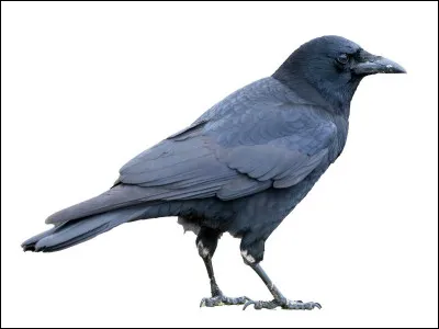 Quel est cet animal ?