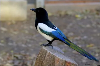 Quel est cet animal ?