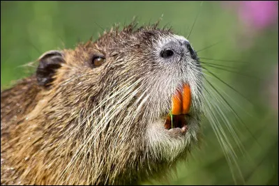 Quel est cet animal ?