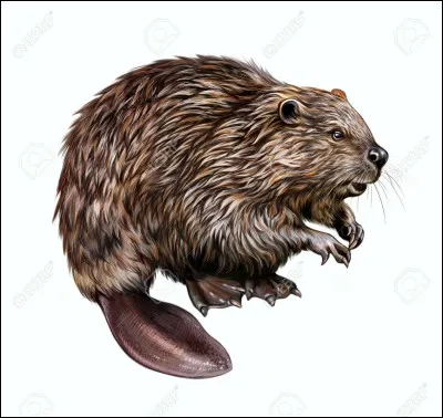 Quel est cet animal ?