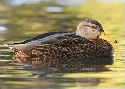 Quel est cet animal ?
