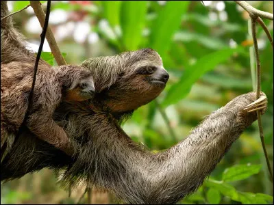 Quel est cet animal ?