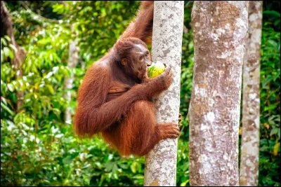 Quel est cet animal ?