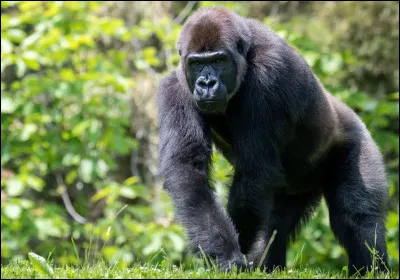 Quel est cet animal ?