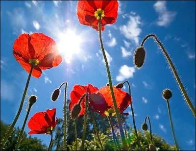 Comment dit-on 'fleur' en ukrainien ?