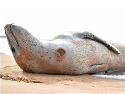 Quelle est la profondeur moyenne des plaies laissées par cet animal sur ses proies ?