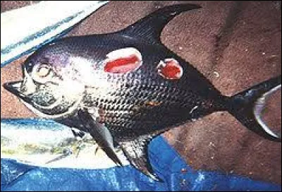 Jusqu'à quelle profondeur cet animal peut-il descendre ?