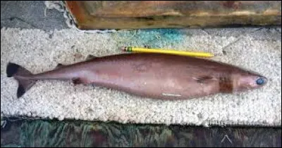 Combien de nageoires dorsales possède-t-il ?