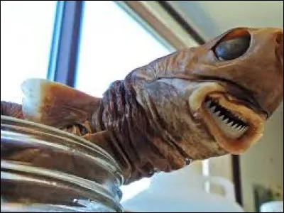 Où possède-t-il des photophores ?