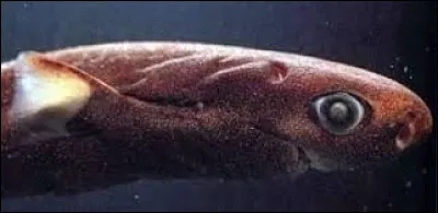 De quelle couleur est son cou ?