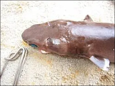 Cette espèce présente-t-elle un risque pour l'homme, d'après l'UICN ?