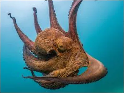 En quelle année Alfred Tennyson a-t-il publié un poème consacré à cette créature ?