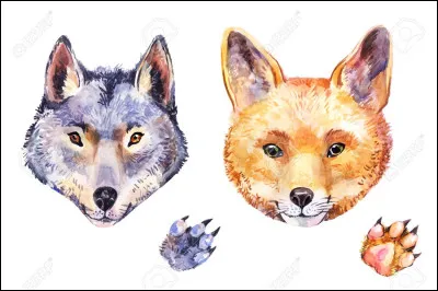 Si tu avais un pouvoir ou une transformation (loup, renard ou autre), tu aimerais quil soit :