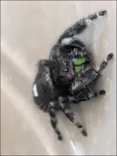 Dans quelle partie du globe peut-on apercevoir cette espèce d'araignée appelée ''Ami'' ?