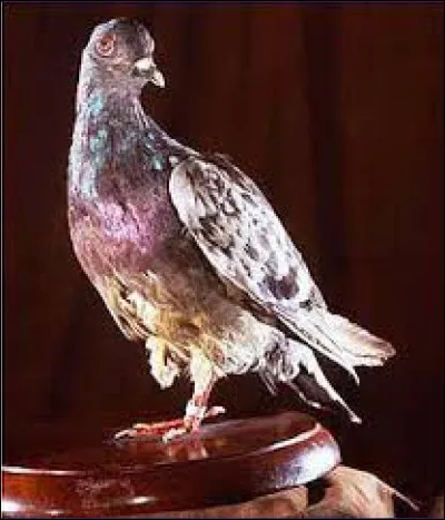 Cher Ami est le nom dun pigeon voyageur qui a été offert par des colombophiles anglais à larmée américaine en 1917. Héros de la Première Guerre mondiale, il participa au sauvetage du Lost Battalion de la 77e division dinfanterie américaine lors dune offensive alliée en octobre 1918. 
Dans quelle offensive ce volatile est-il intervenu ?