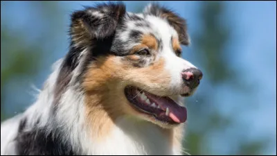 Que veut dire "avoir lair de la chienne à Jacques" ?