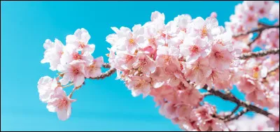 Quelle est ta saison préférée ?