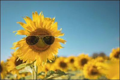 On débute ce quiz avec la chanson ''Le Lundi au soleil'' datant de 1972. Je confirme que c'est une chanson de Joe Dassin.