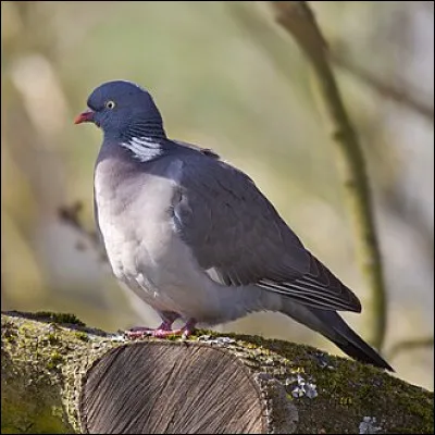 Pascale et Nicolas sont les deux héros de...