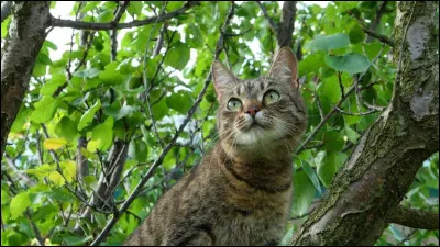 Quel grade aimerais-tu avoir ?