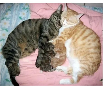 Aimerais-tu avoir des petits ?