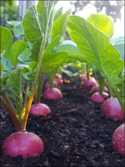 Quel est ce légume ?