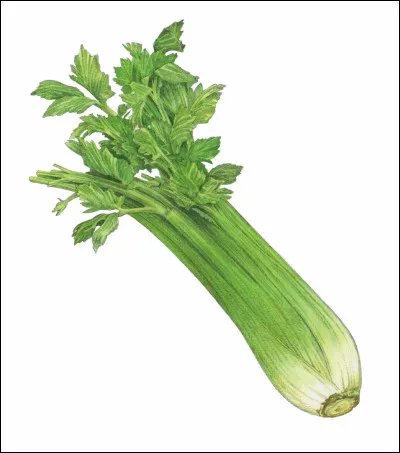 Quel est ce légume ?