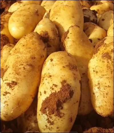 Quel est ce légume ?