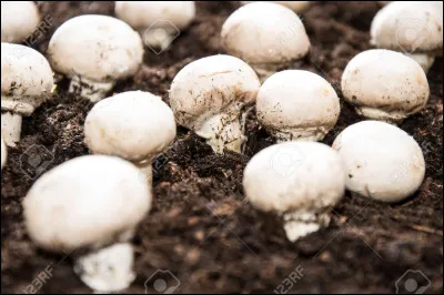 Quel est ce légume ?