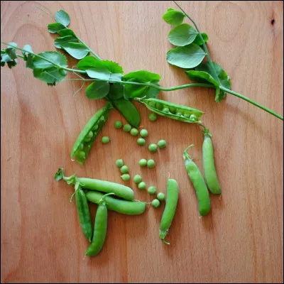 Quel est ce légume ?