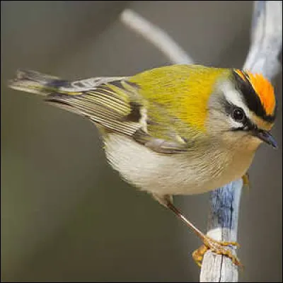 Le roitelet est un petit oiseau mais aussi le nom...